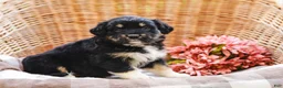 Aussiedoodle dogs for sale: Paige Standard Sized - Ad 2