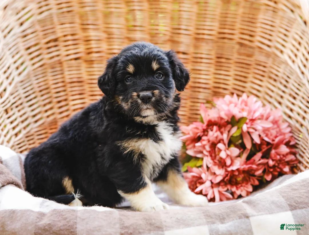 Aussiedoodle dogs for sale: Paige Standard Sized - Ad 2