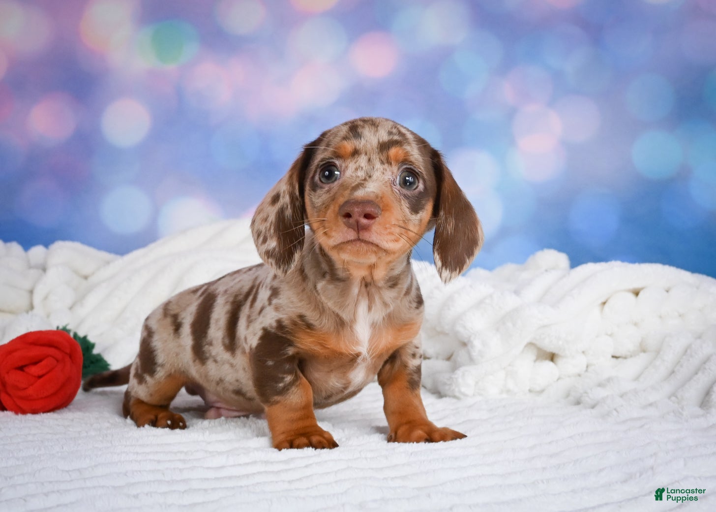 Miniature Dachshund dogs Bowser - Ad 1