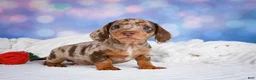 Miniature Dachshund dogs for sale: Bowser - Ad 1