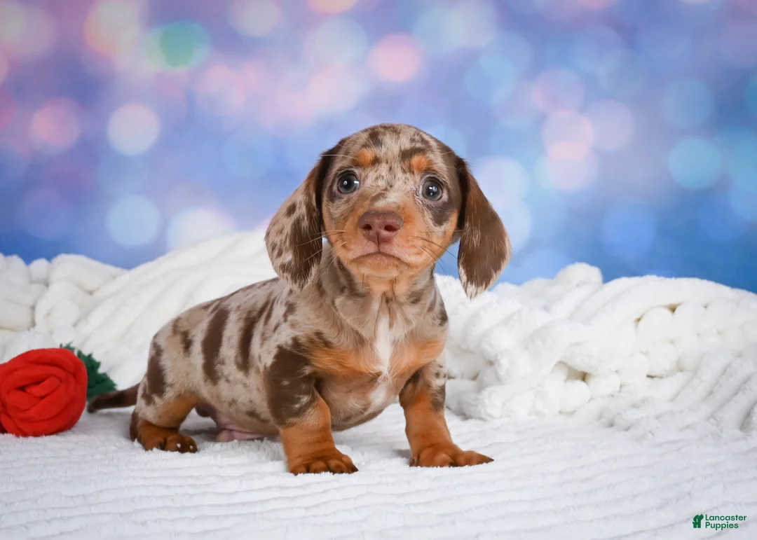 Miniature Dachshund dogs for sale: Bowser - Ad 1