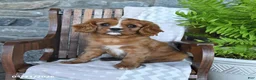 Cavalier King Charles Spaniel dogs for sale: Biscuit - Ad 1
