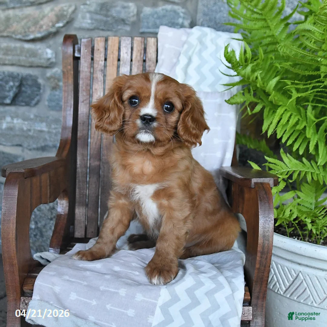 Cavalier King Charles Spaniel dogs for sale: Biscuit - Ad 1