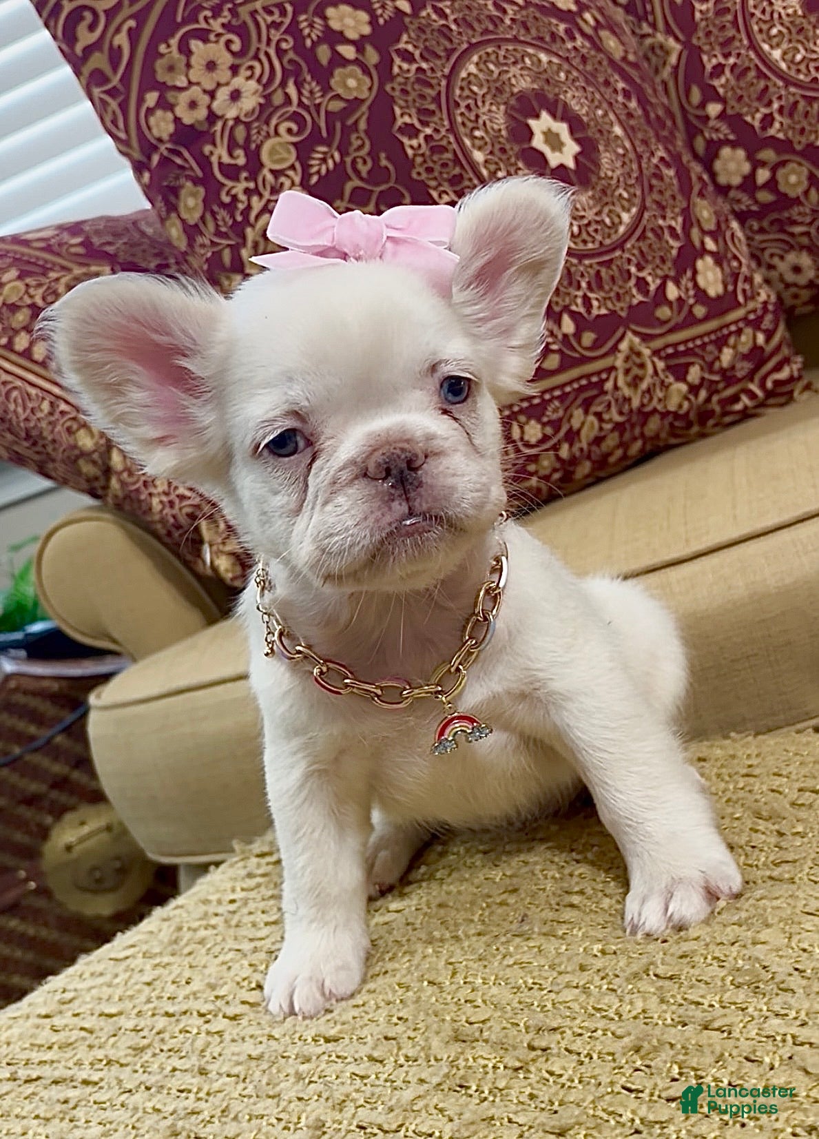 French Bulldog dogs CottonBall - Ad 1