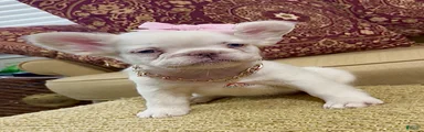 CottonBall