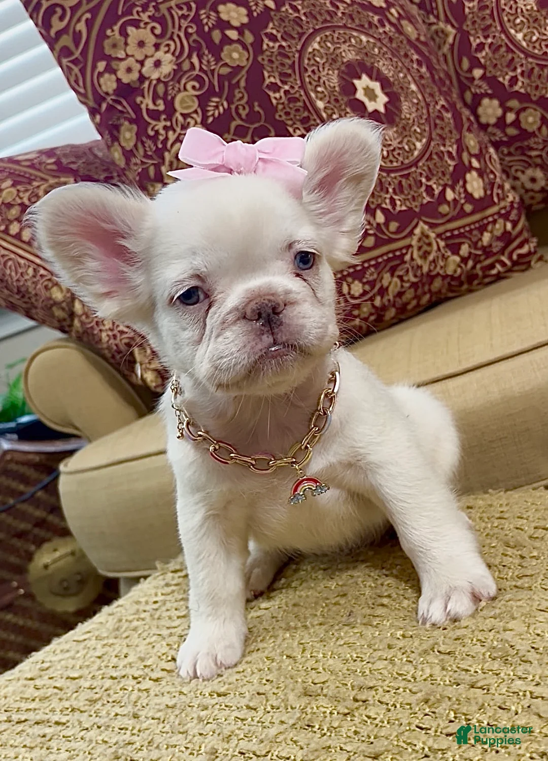 French Bulldog dogs for sale: CottonBall - Ad 1