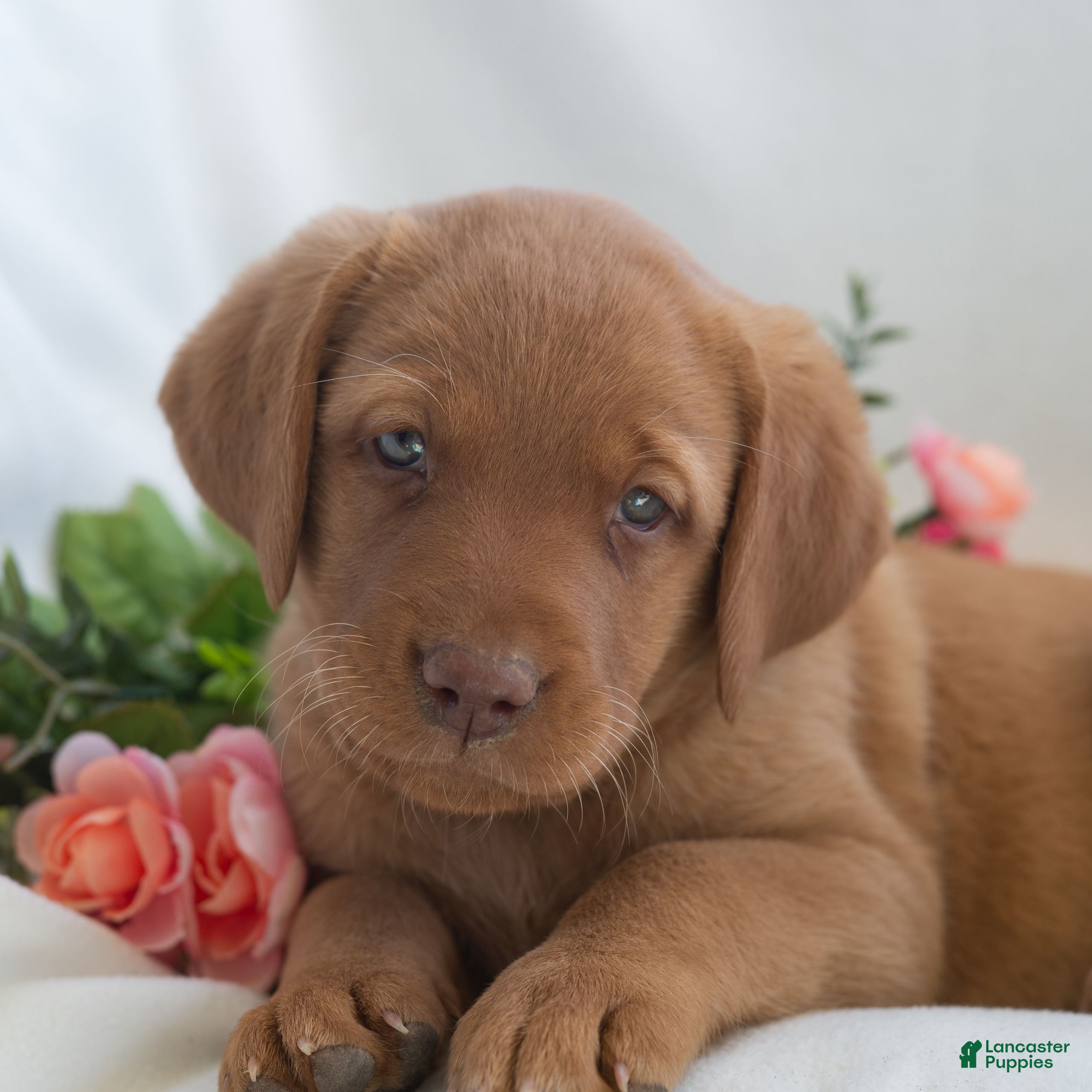 Labrador Retriever dogs Jessica  - Ad 1