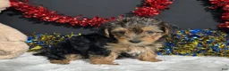 Yorkiepoo dogs for sale: Rosie - Ad 6