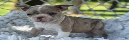 Boston Terrier dogs for sale: Murphy  - Ad 3