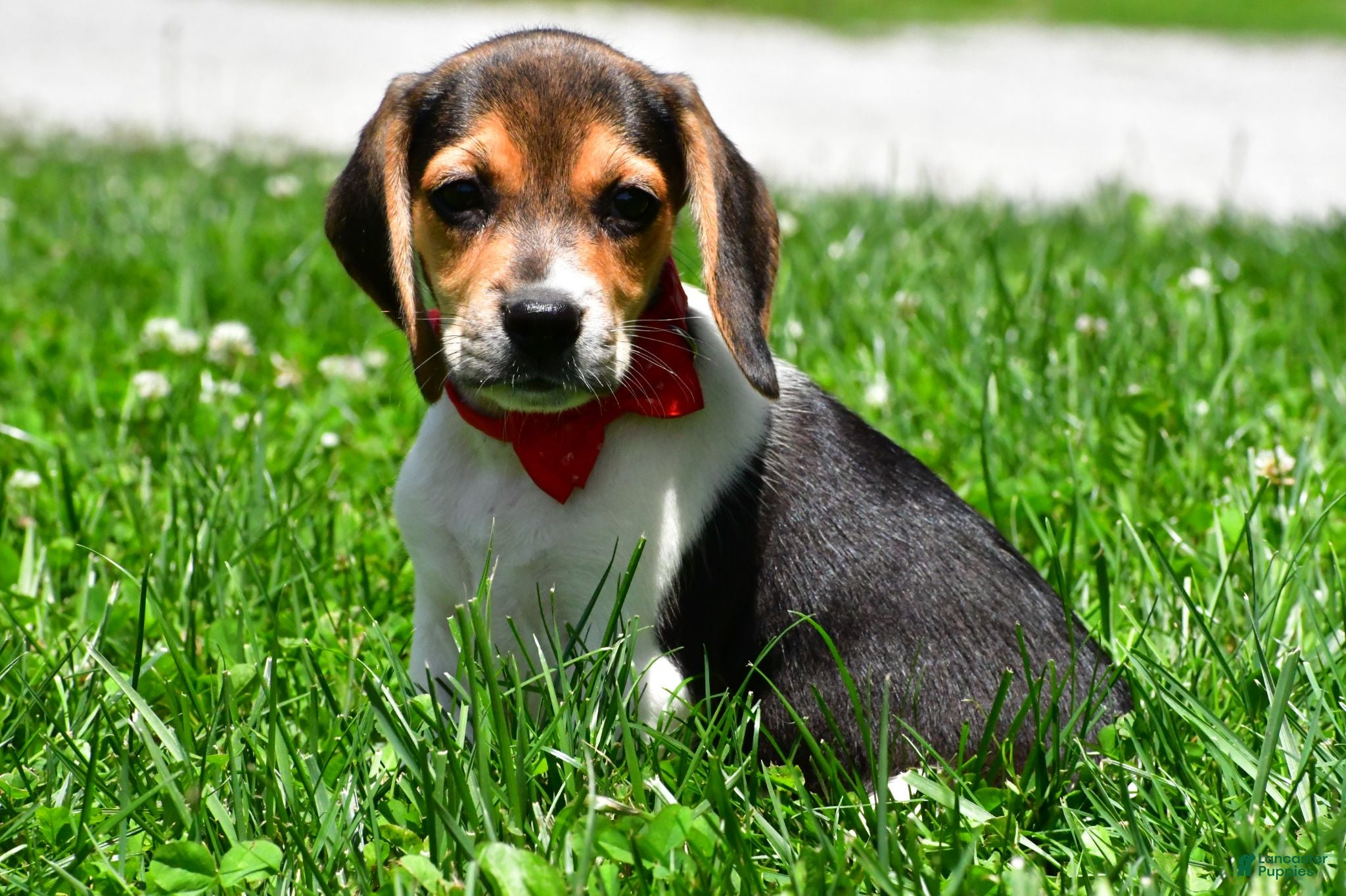 Beagle dogs Vance - Ad 1