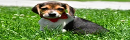 Beagle dogs for sale: Vance - Ad 3