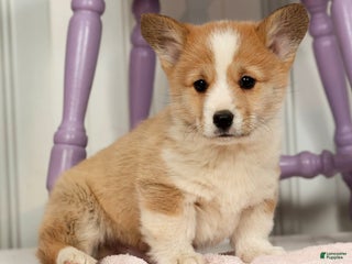 Welsh Corgi Pembroke dogs Keith - Ad 4
