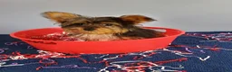 Yorkshire Terrier dogs for sale: Yorkshire Terrier 1 - Ad 9