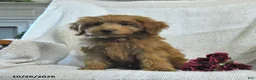 Mini Goldendoodle dogs for sale: Jared - Ad 4