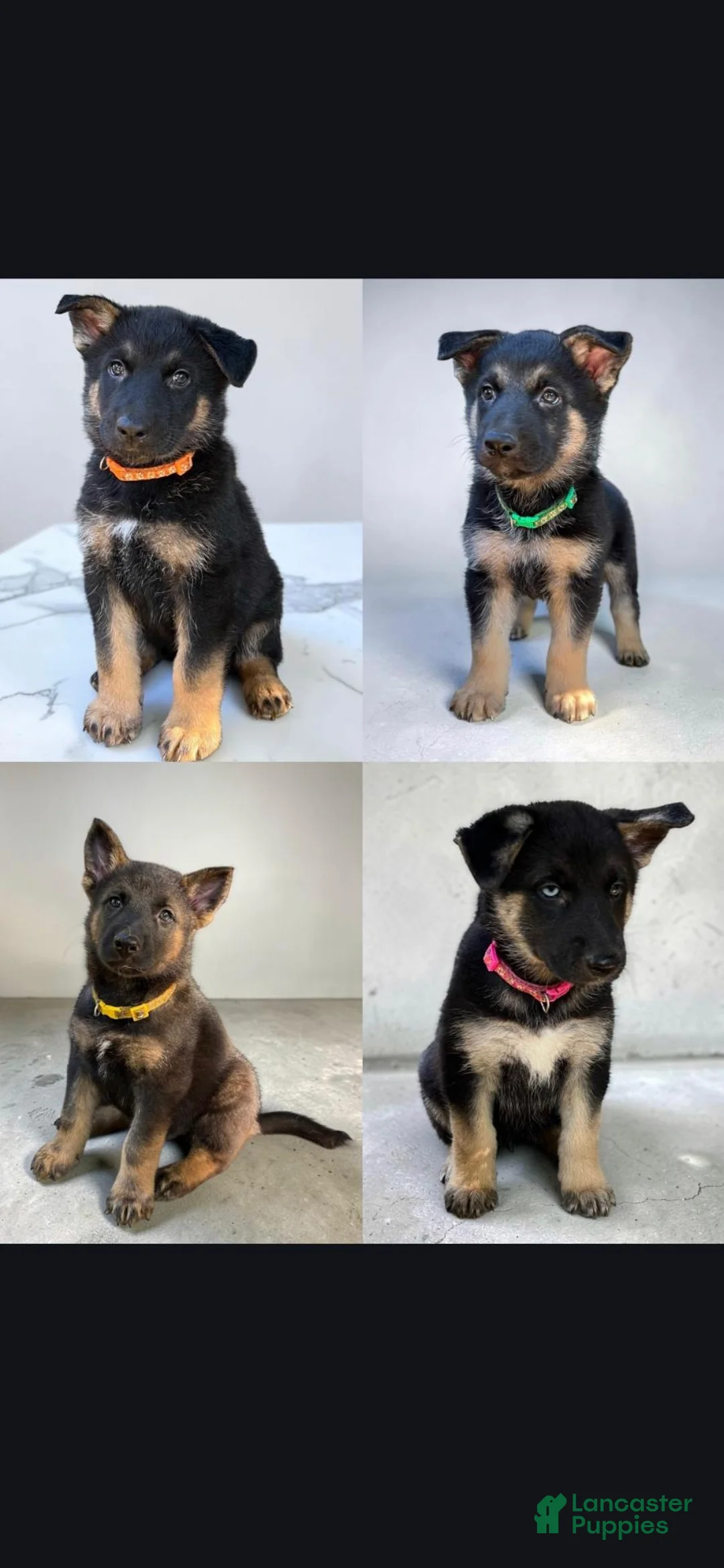 Gerberian Shepsky dogs for sale: Gerberian Shepsky 4 - Ad 3