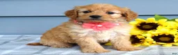 Cavapoo dogs for sale: Clarissa  - Ad 10