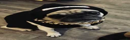 Pug dogs for sale: Baked Potato - Ad 9