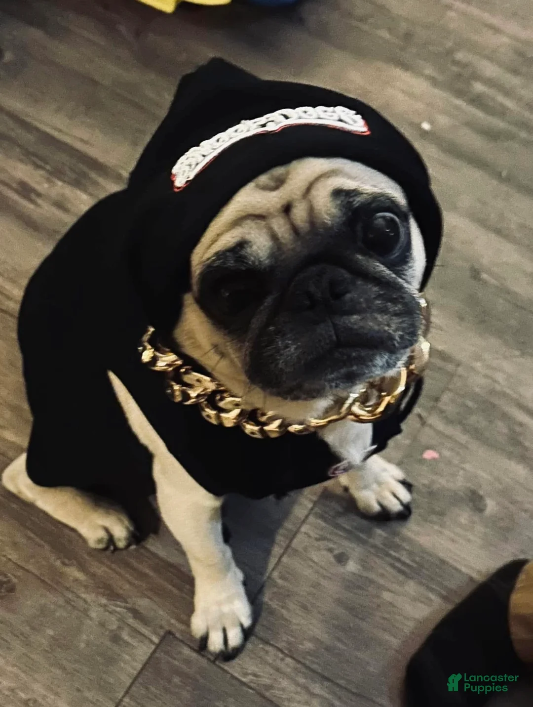 Pug dogs for sale: Baked Potato - Ad 9
