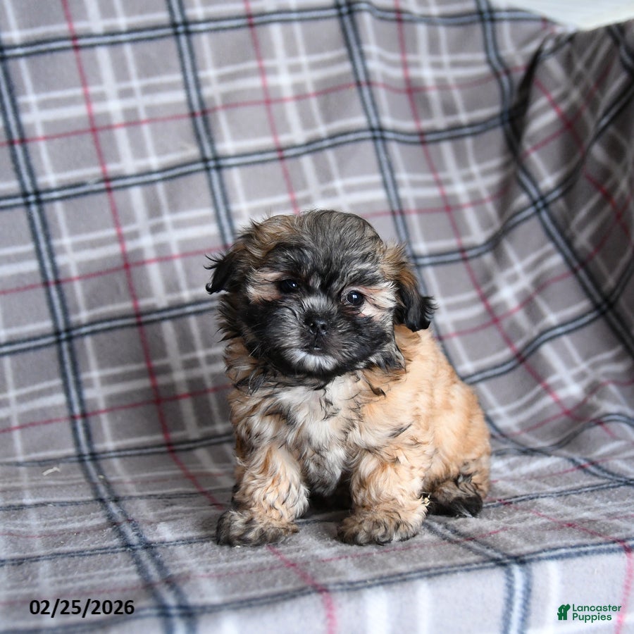 Shih Tzu dogs Kora - Ad 1