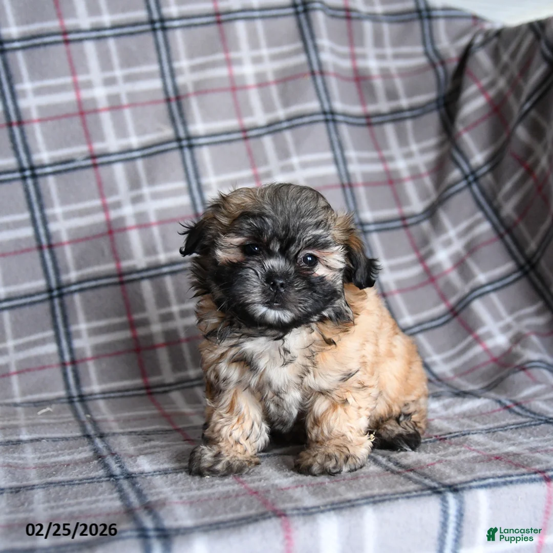 Shih Tzu dogs for sale: Kora - Ad 1