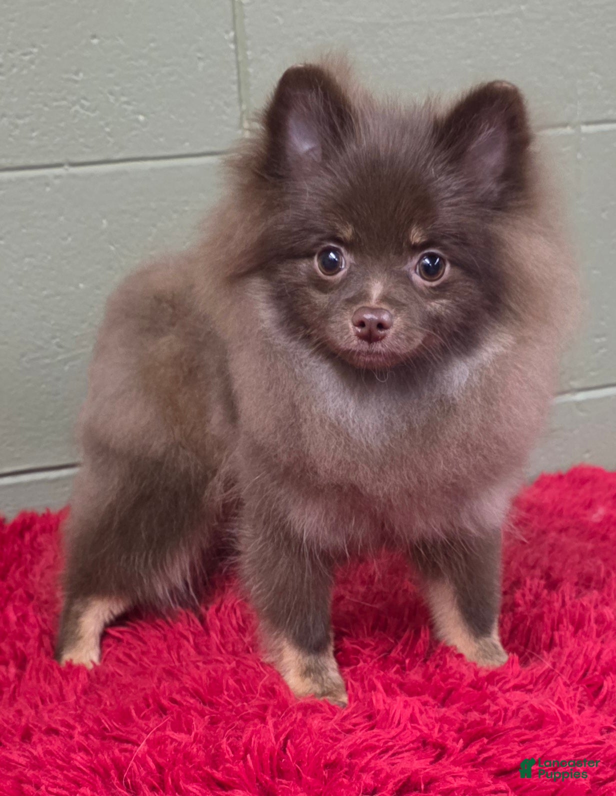 Pomeranian dogs Hank - Ad 12