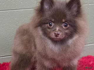 Pomeranian dogs Hank - Ad 6
