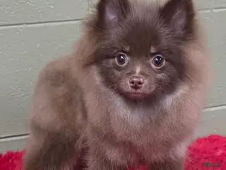 Pomeranian dogs Hank - Ad 17