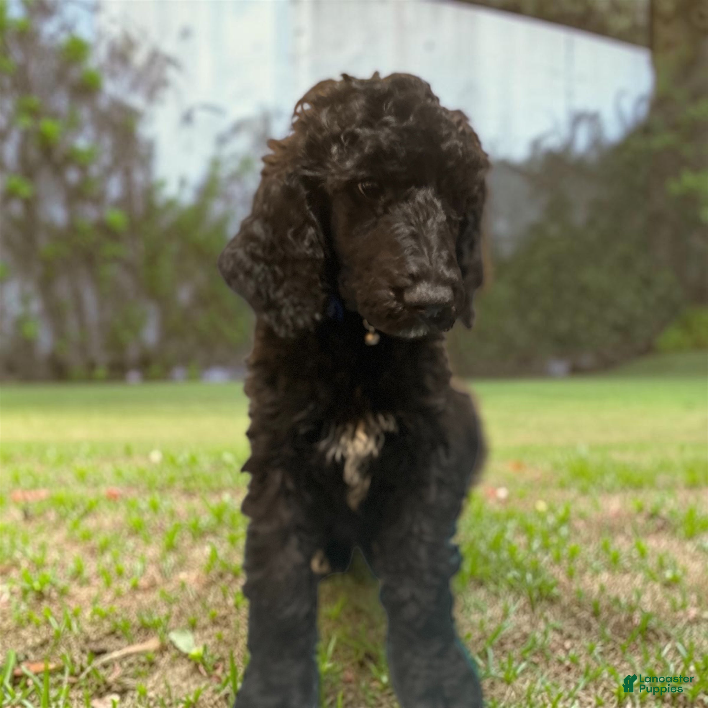 Standard Poodle dogs Standard Poodle 1 - Ad 2