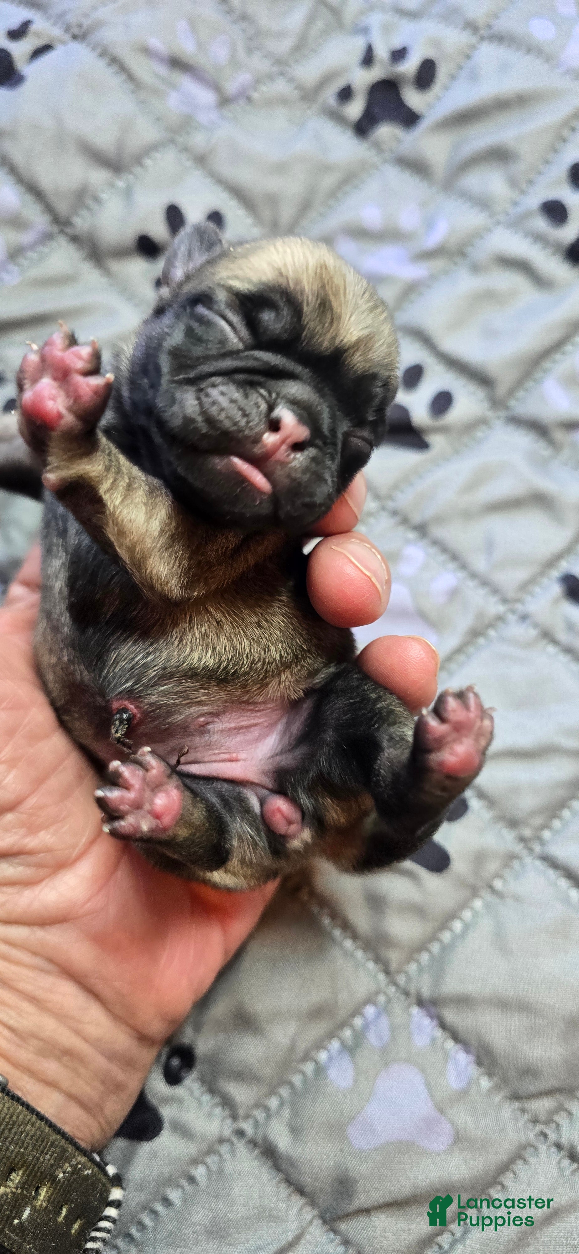 Pug dogs Connie - Ad 1