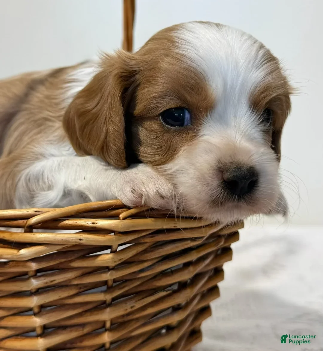 Cavalier King Charles Spaniel dogs for sale: Marco Cavalier King Charles Spaniel  - Ad 1