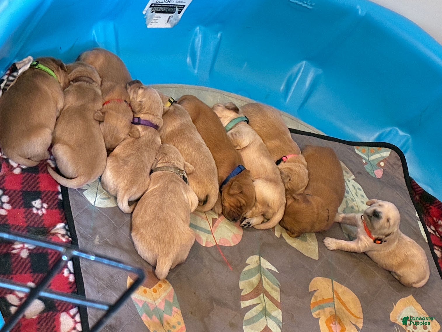 Golden Retriever dogs for sale: 3# Goose - Ad 10