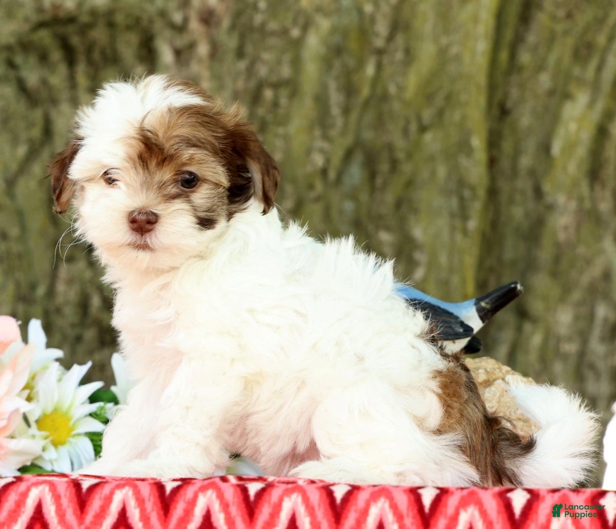 Havanese dogs for sale: Lula - Ad 4