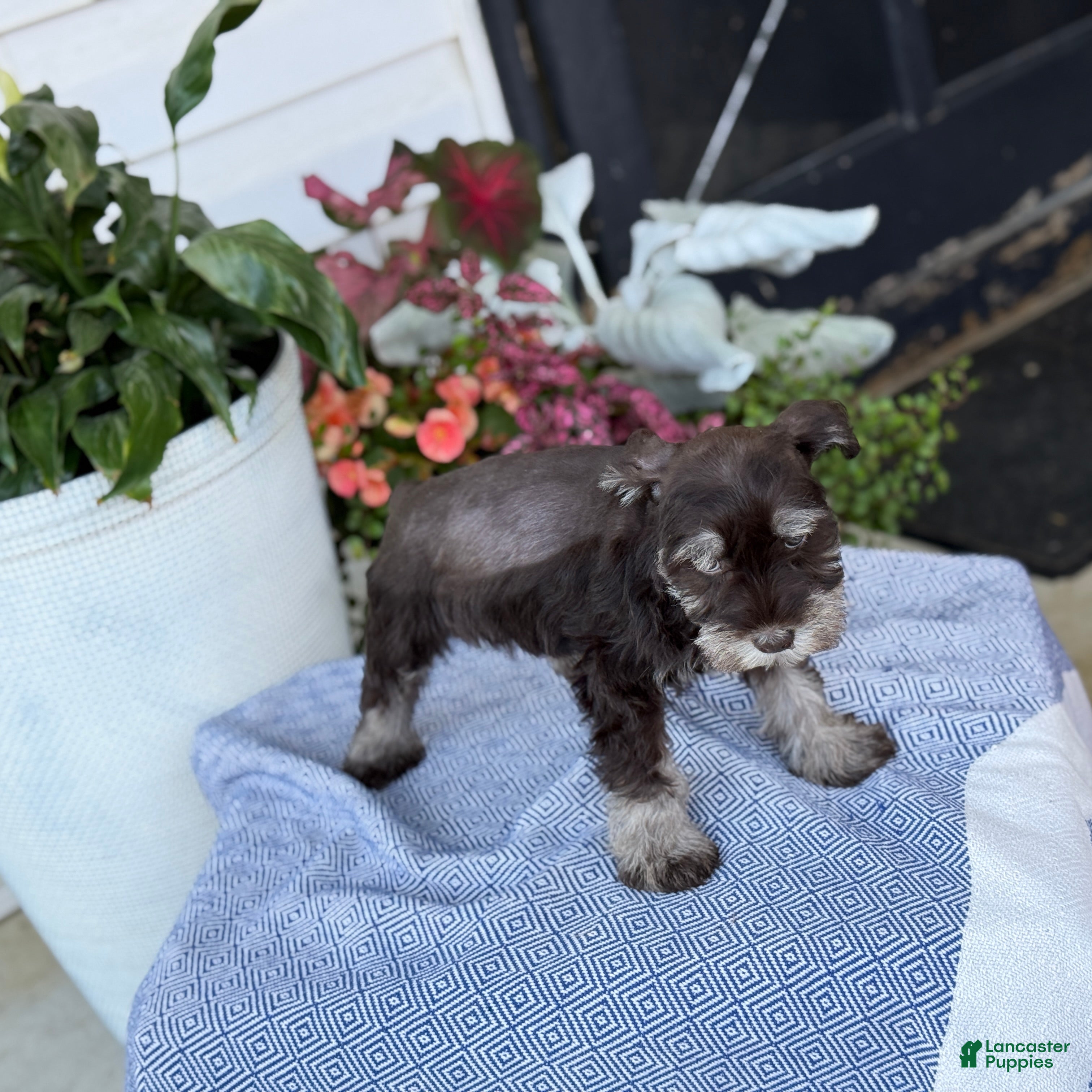 Miniature Schnauzer dogs Logan - Ad 2
