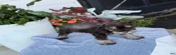 Miniature Schnauzer dogs for sale: Logan - Ad 2