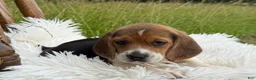 Beagle dogs for sale: Aspen - Ad 4