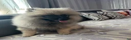 Keeshond dogs for sale: Luna - Ad 2
