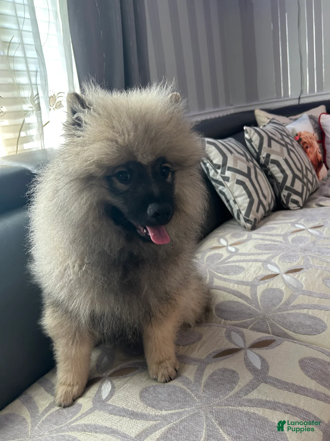 Keeshond dogs for sale: Luna - Ad 2