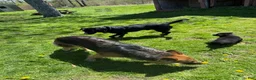 Sheprador dogs for sale: Cocoa - Ad 14
