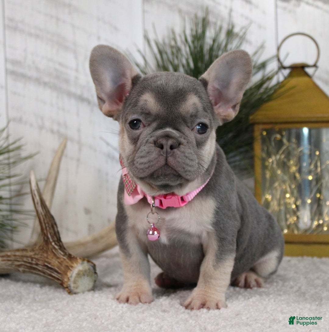 French Bulldog dogs for sale: Abby - Ad 5