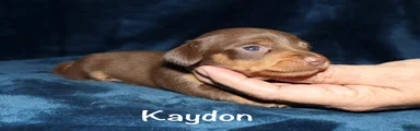  Kaydon