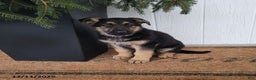 German Shepherd dogs for sale: Tyson - Ad 1