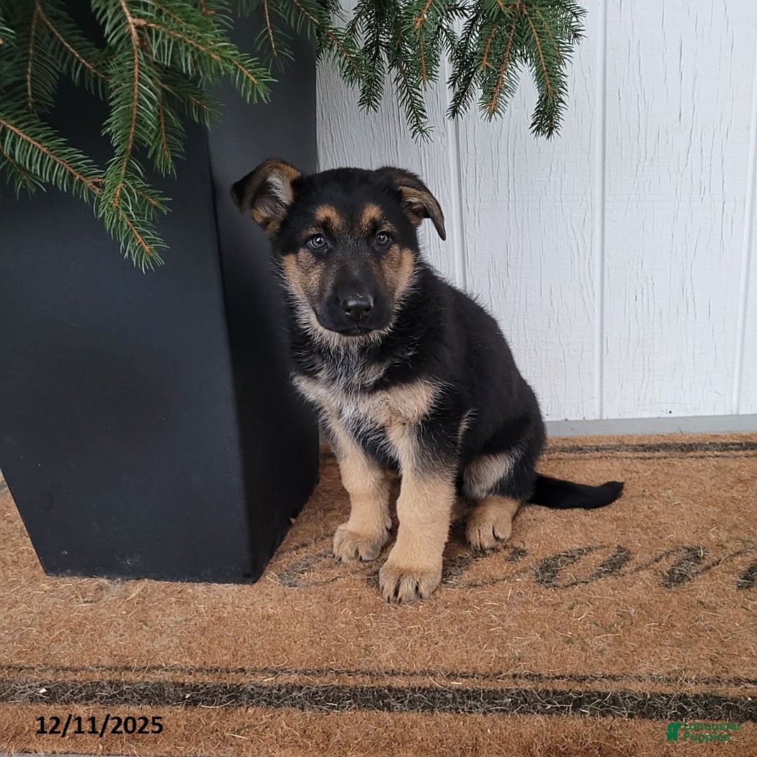 German Shepherd dogs for sale: Tyson - Ad 1