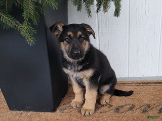 German Shepherd dogs Tyson - Ad 28