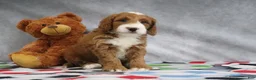 Mini Goldendoodle dogs for sale: Conner - Ad 2