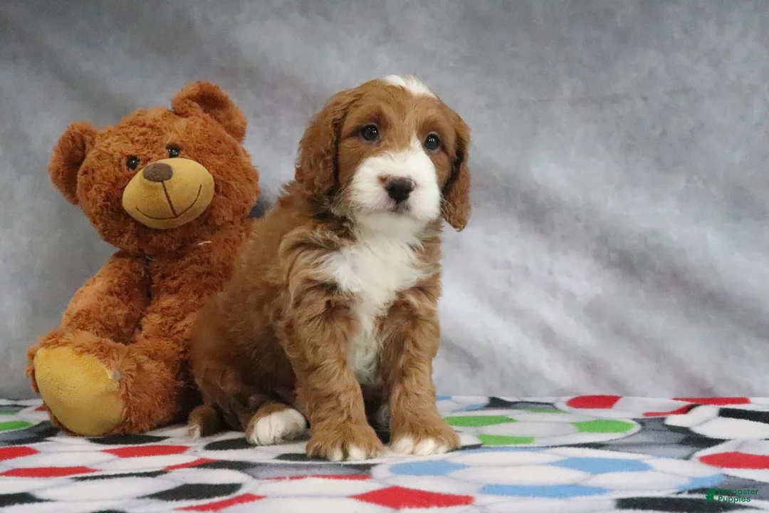Mini Goldendoodle dogs for sale: Conner - Ad 2