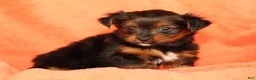 Yorkshire Terrier dogs for sale: Kimber - Ad 6