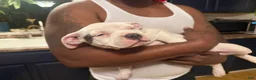 American Bully dogs for sale: Patience - Ad 2
