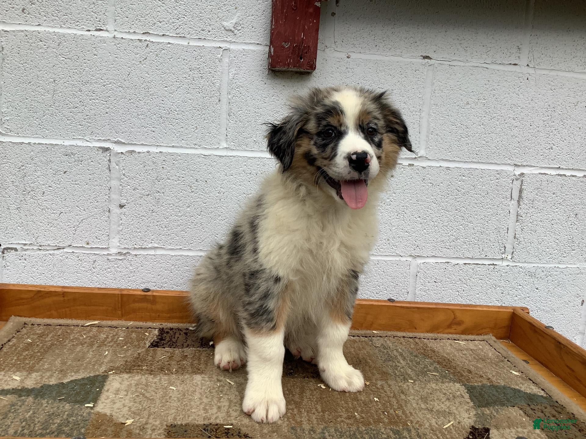 Australian Shepherd dogs Baxter - Ad 1
