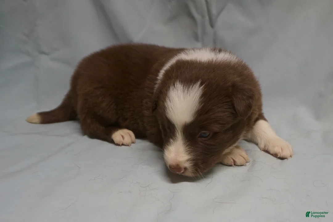 Border Collie dogs for sale: Ronan,  Puppy 4 - Ad 6