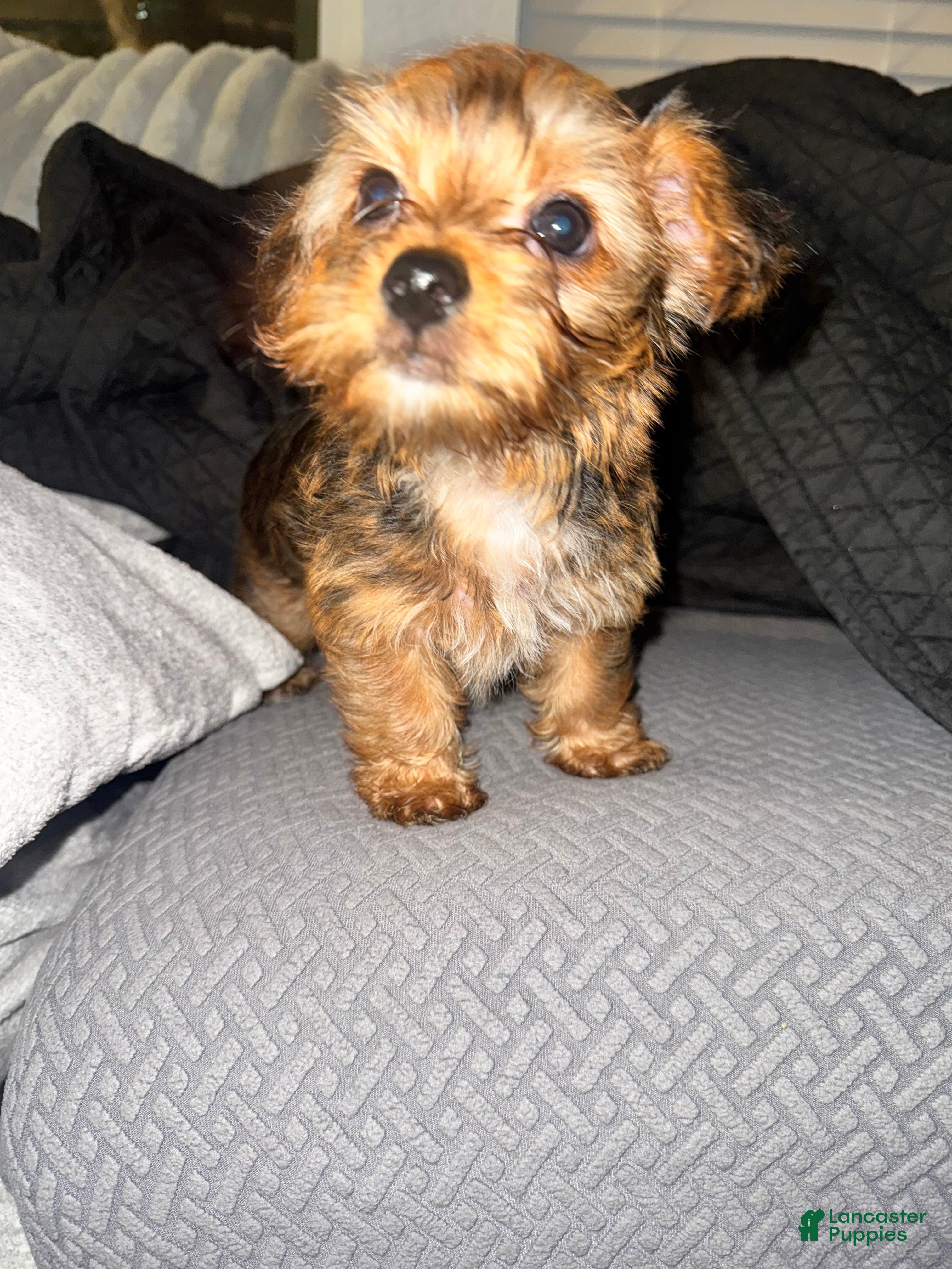 Yorkshire Terrier dogs AJ (blue) - Ad 2